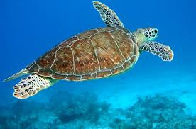 Image result for turtle