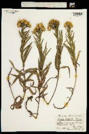 Image result for Inula mannii