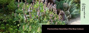 Image result for Coleus neochilus