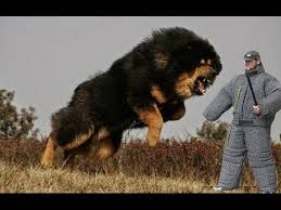 40 Top 25 Most Dangerous Dog Breeds In The World Youtube Dangerous Dogs Bear Hunting Dog Giant Dog Breeds