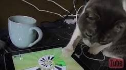 The best in online content with the best of microsoft services to help you stay informed and do. Msn Youtube