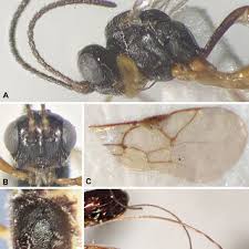 Image result for Triaspis dumeticola