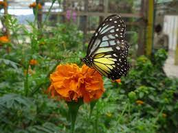 Try the best online travel planner to plan your travel itinerary! Butterfly Farm Cameron Highlands Min Expatgo