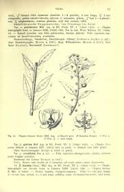 Image result for Clutia hirsuta