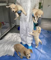 Susi sucht also geduldige menschen, die konsequent sind und ihr erst einmal zeigen, dass zähne zu benutzen keine lösung ist. Tierheim Koln Dellbruck Von Ebay In Quarantane Bevor Jetzt Wieder Alle Ganz Laut Ach Wie Niedlich Rufen Lasst Uns Kurz Erzahlen Was Es Mit Diesen Welpen Auf Sich Hat Sie Kommen Ursprunglich