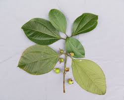 Image result for Bellucia