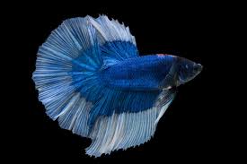 Here some top halfmoon betta fish from thailand breeder. Free Photo Halfmoon Betta Fish