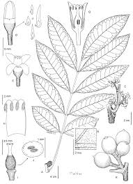 Image result for Lepidotrichilia volkensii