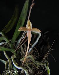 Image result for Angraecum cultriforme