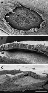 Image result for Acacia pilispina