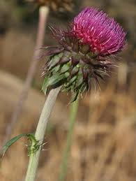 Image result for Carduus leptacanthus