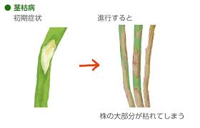 アスパラガスの育て方 栽培方法 失敗しない栽培レッスン 野菜の育て方 サカタのタネ 家庭菜園 園芸情報サイト 園芸通信