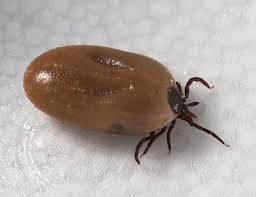Ticks are parasitic members of the arachnid class of animalsthe same animal family that includes spiders and mites. Tick Bites Symptoms Treatment Live Science