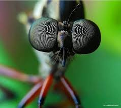 pin by johan wouters on eyes in detail eye close up insects animals