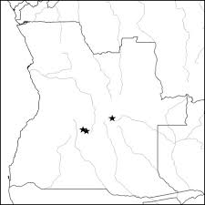 Image result for Sclerocroton oblongifolius