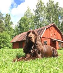 Nauttimassa Kesasta Dogstagram Petstagram Petlife Dogsofinstagram Fieldspaniels Fieldspanieli Koira Pet Dogs Spaniels Field Spaniel Pet Life Dogs