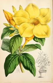 Image result for Allamanda