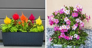 Summer annual flowers for pots. The Best Annuals For Late Summer Container Color Greenstreet Gardens