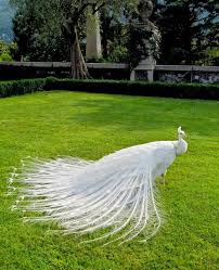 Resultado De Imagem Para صور طاووس جميل جدا White Peacock Most Beautiful Birds Beautiful Birds