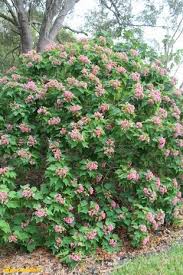 Image result for Dombeya burgessiae