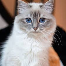 blue eyed birman cat birman cat cats cat facts