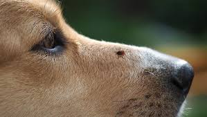 Part your dog's hair around the tick with your fingers. How To Find And Remove Ticks From Dogs Dogtime