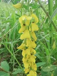 Image result for Crotalaria pudica