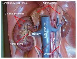 Interview with chris woollams part 1 the sleep kit : Daily Viral News Lvlupfit Comwhat Organ In Just Underbthe Bottom Left Rib How To Fix A Left Rib Cage That Sticks Out Farther Than The Right Quora Some Possible Causes Include