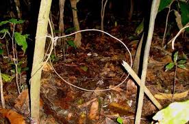 The wire you have in your kit is quite thin, making it good for rabbits and squirrels. How To Make A Basic Snare Trap For Survival