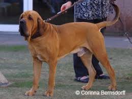 766 likes · 58 were here. Pin Auf Dogs