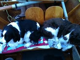 Fly Fishing With The Dogs Mean They Take The Seats English Springer Spaniel Bird Dogs Springer Spaniel