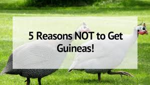 On average a guinea hen lay around 90 to 100 eggs per seasons. 5 Reasons Not To Raise Guinea Fowl On Your Homestead