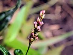 Image result for Persicaria hystricula