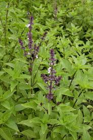 Image result for Ocimum urundense