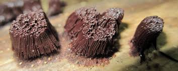 Image result for Stemonitis splendens