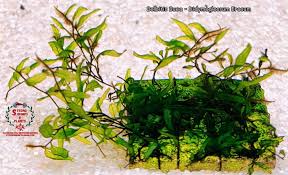 Image result for Didymoglossum erosum