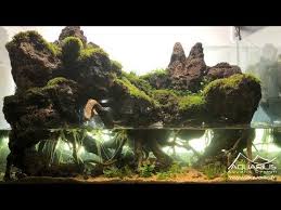 Un Paludarium En Aquascaping Un Decor Inspire Du Mordor Par Laurent Garcia Youtube Aquascaping Dekor Inspirieren