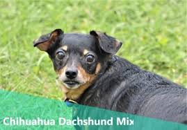 Jun 11, 2019 · otherwise referred to as a dachshund poodle mix, this is the perfect crossbreed for those looking to recreate the best traits of both dachshunds and poodles combined. 6 Facts About Chiweenie A K A Chihuahua Dachshund Mix Or Chihuahua Doxie Mix Animalso