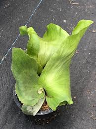 Image result for Platycerium elephantotis