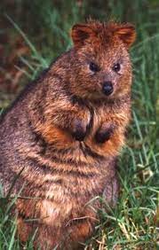 Pin By Mia Flitt On Animalia Animals Wild Animals Beautiful Quokka