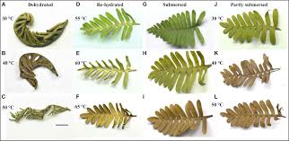 Image result for Pleopeltis