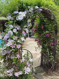 Image result for Clematis