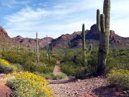 Follow arizona highway 85 south through ajo and why. Organ Pipe Cactus National Monument Ajo Aktuelle 2021 Lohnt Es Sich Mit Fotos