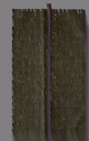 Image result for Hydrostachys myriophylla