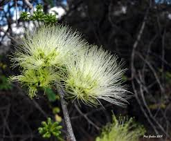 Image result for Albizia anthelmintica