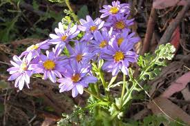 Image result for Senecio purpureus