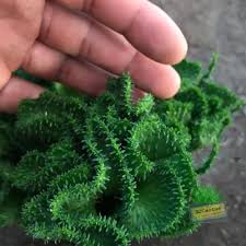 Good Morning Everyone Make It A Great Day Today Here We Have Euphorbia Flanaganii Aka Medusas Head In A Cool Crested Form Available On Etsy Under Rjc Resim