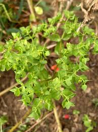 Image result for Euphorbia guerichiana