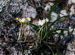 Image result for Abutilon englerianum