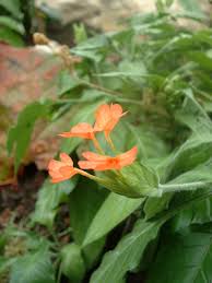 Image result for Crossandra greenstockii